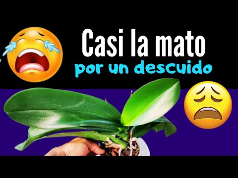 Grave error con mi orquídea Phalaenopsis | Descuido con mi orquídea | cuidados orquídeas | orchids