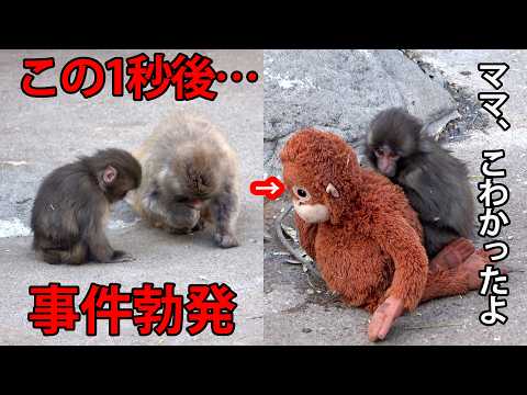 悲鳴を上げて逃げるパンチくん！でも優しいお猿さんが… 2026年3月12日 市川市動植物園 “ぬいぐるみがお母さん”の子ザル「パンチくん」に会ってきました！Punch the monkey