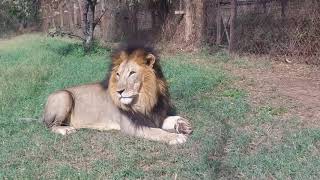 preview picture of video 'Lion King of Ol Jogi conservancy'