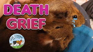 Death and grief with passing of a pet guinea pig