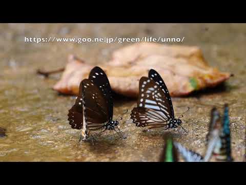 マカレウスマダラタイマイの黒化型