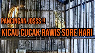 Download lagu GACORNYA CUCAK RAWIS COCOK UNTUK PANCINGAN mp3