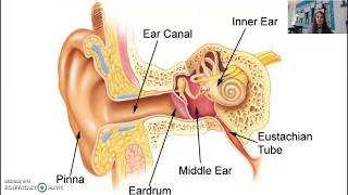 The Ear: Sound, Hearing, Hearing Loss - AP Psych