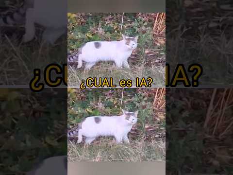 ¿CUAL es IA? 😻 #gatos