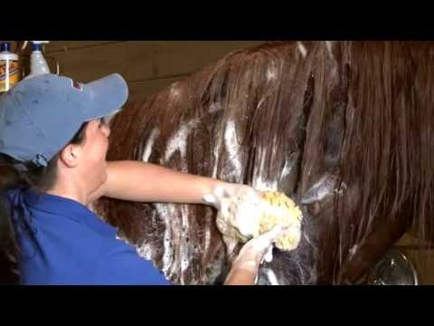 Horse Shampoo & Conditioner for Grooming: How to Use...