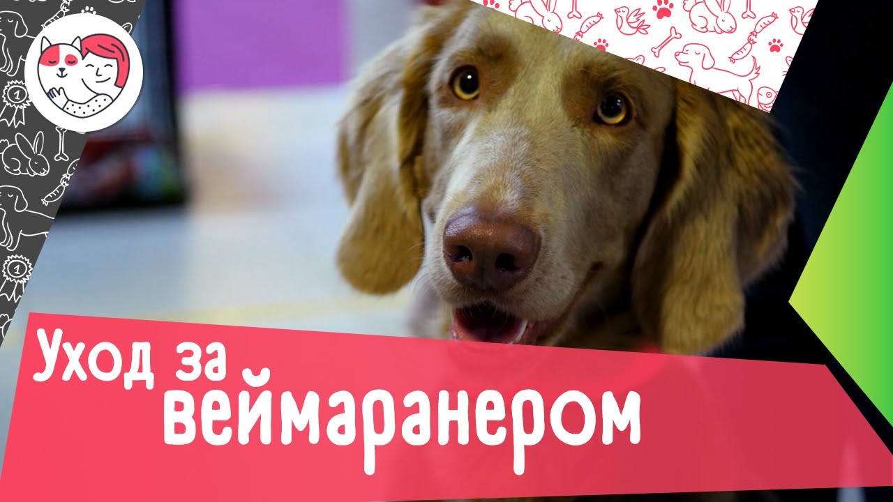 5 особенностей ухода за веймаранером