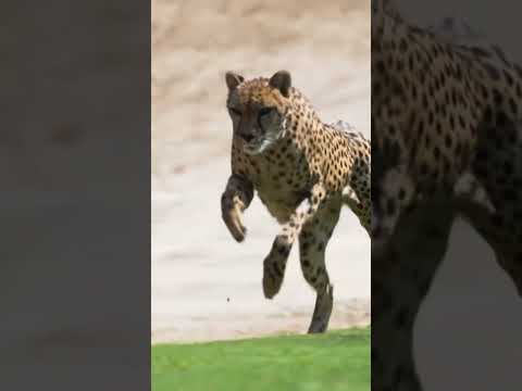 Wildlife Please 🙏 Come And Help 🙏 #pranksactor #funny #comedy #forknownviral #memes  #wildlife  😂😂😂😂
