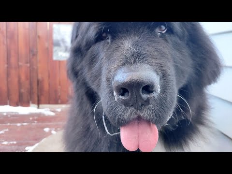 A giant dog with a giant heart | Newfoundland Dog