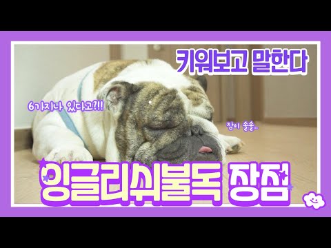 잉글리쉬불독 장점 , 귀여운 것 말고도 많다고?