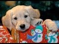 Christmas Puppy Surprise Compilation 2013