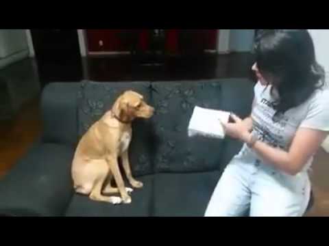 Cachorro arrependido, desculpa mamãe