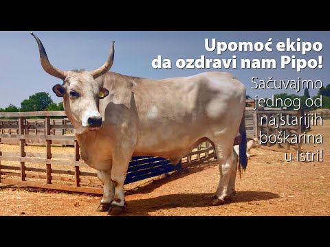 Crowdfunding campaign - Boškarin