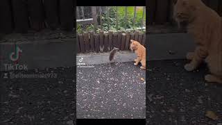 Cat Slaps Rat In The Face