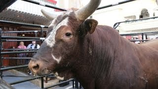 Legendary Bushwacker's record-breaking buckoff streak (PBR)