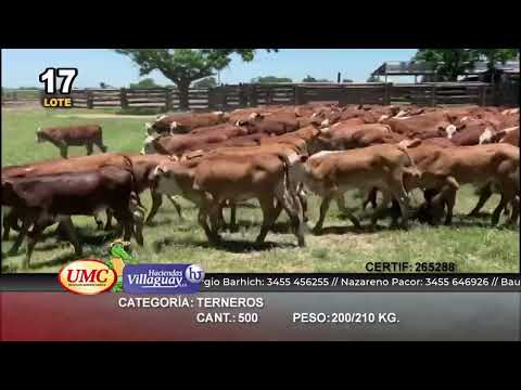Lote 500 Terneros en Gral. San Martín, Chaco