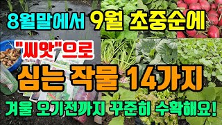 8월말에서 9월초중순에 씨앗으로 심는 작물 14가지 겨울되기전 꾸준히 수확하는 작물 #8월에심는작물 #9월에…