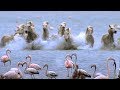 Wild Horses Run Into Flamingos Feeding BBC Earth
