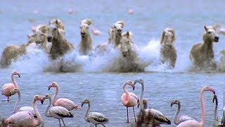 Wild Horses Run into Flamingos Feeding  BBC Earth