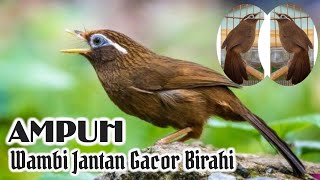 Download lagu Burung Wambi Jantan Birahi Gacor Full Suara Isian mp3