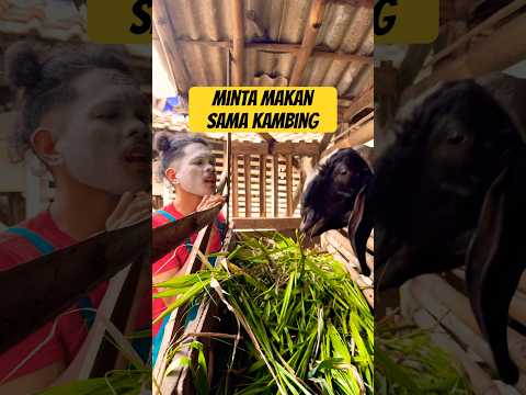 Mak Laper Eu Eu Boba Kambing