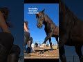 Wild Horse Offers His Hooves For Trimming Hopteammcswagger