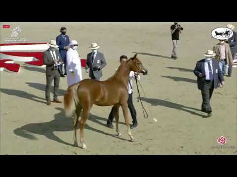N 15 D SHAREQAH   Sharjah International Arabian Horse Festival 2021   Yearling Fillies Class 1A