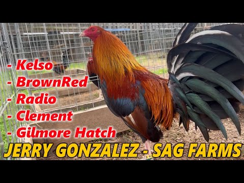 Jerry Gonzalez Kelso BrownRed Radio Clement Grey Gilmore Hach SAG FARMS - Big Farm in Arkansas