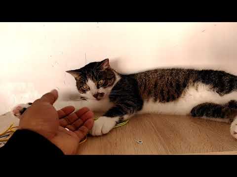 Cat Museum Belarus 26 July 2018