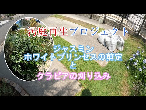 園芸 ホワイト ジャスミン、公式ジャスミン