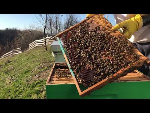 Prvi Prolećni Pregled - Pčelarstvo 2021.