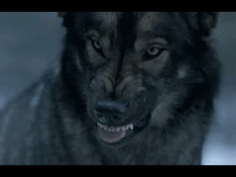 Tisonagan - À la rencontre de Mahikan ( la trappe du loup).