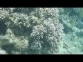 Berenice - Lovedub - Afterlife