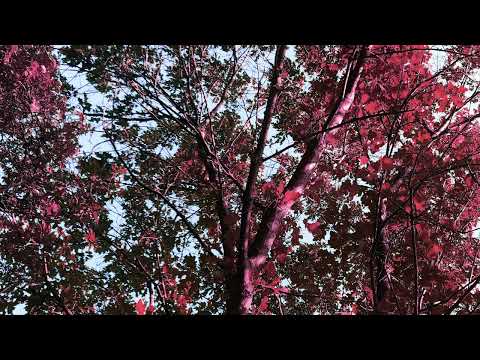 Video thumbnail for ​branches