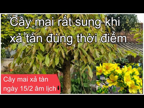 🔴 QBS2128 - Cắt xả tàn cây mai vàng đúng thời điểm cây rất sung | Xả tàn mai vàng thời điểm tốt nhất