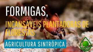 Formigas, incansáveis plantadoras de floresta. Agricultura sintrópica.