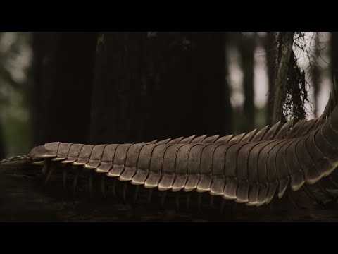 Why did the giant centipede Arthropleura disappear?