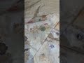 Pure Ektara Katan Silk Kaduwa Weave Multimeena Saree