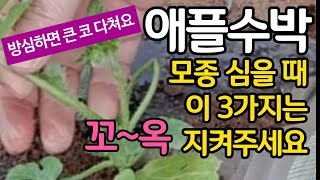 애플수박 모종 심을때 이 3가지는 꼬~옥 지켜주세요. 방심하면 큰 코 다쳐요