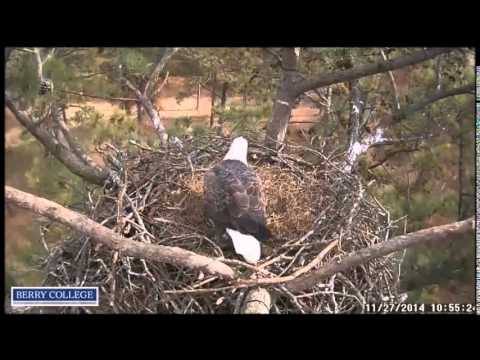 2014 11 27 Berry College Eagles:  Dad's Fish Breakfast