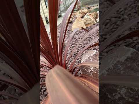 aménagement-jardin-de-rocaille-galets-plantes-palmier