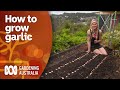 How to grow garlic and intercrop to make the most of space | Gardening 101 | Gardening Australia