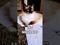 It's MONDAY? | Ele the RAGDOLL | #shorts #cat #ragdoll #cute #funny