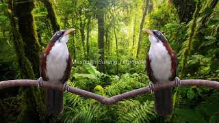 Download lagu Masteran burung cucak kopi gacor, suara burung kopi kopi durasi 3 jam nonstop mp3 Download lagu Masteran burung cucak kopi gacor, suara burung kopi kopi durasi 3 jam nonstop mp3