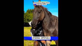 Download lagu Perkawinan Silang Antara Kuda Dan Zebra #beritaterkini #viralvideo #viralshort #shortvideo #shorts mp3 Download lagu Perkawinan Silang Antara Kuda Dan Zebra #beritaterkini #viralvideo #viralshort #shortvideo #shorts mp3