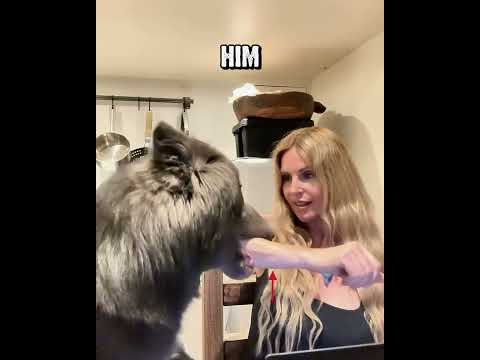 The Wolfdog Was Worried About His Friend #dog #wolfdog