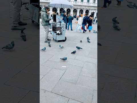 „Diese Tauben in Venedig haben keine Angst vor Touristen 😅🕊️“