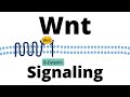Wnt/ß-catenin Signaling Pathway