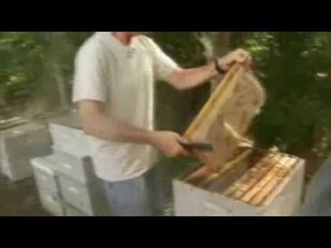 download lagu mp3 mp4 Best Honey In Florida, download lagu Best Honey In Florida gratis, unduh video klip Best Honey In Florida