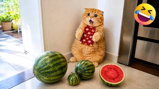 猫の行動が自由すぎる！思わず笑ってしまう面白動画まとめ