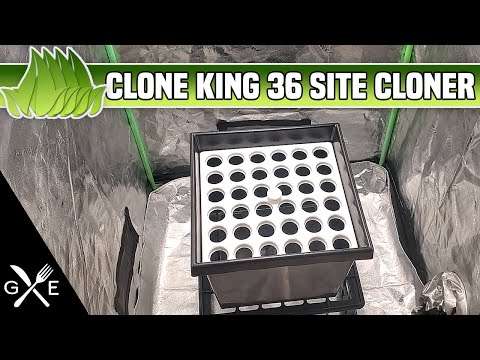 Clone King 36